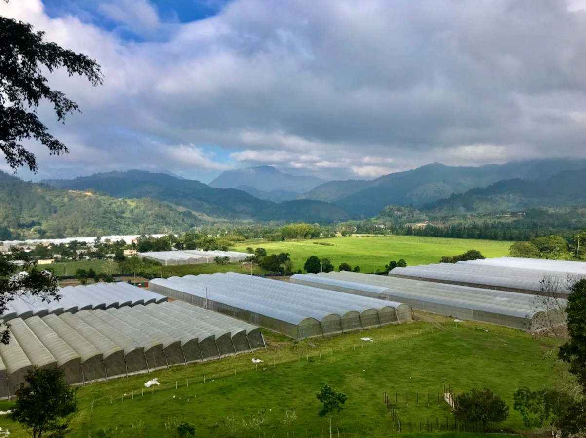 Green house 6x12 meter di atas tanah kavling Bandungrejosari