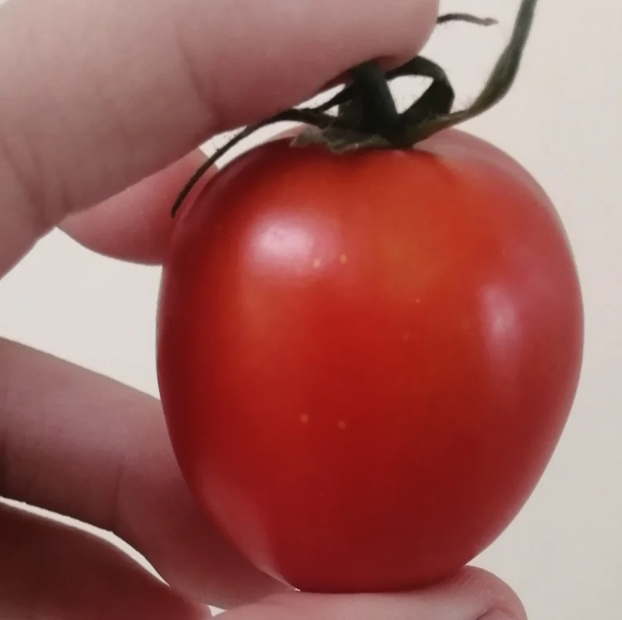 Pertanian Organik Membuat Tanah yang Sehat